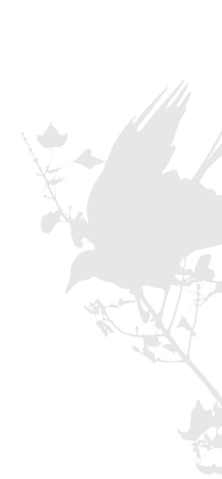 Vector